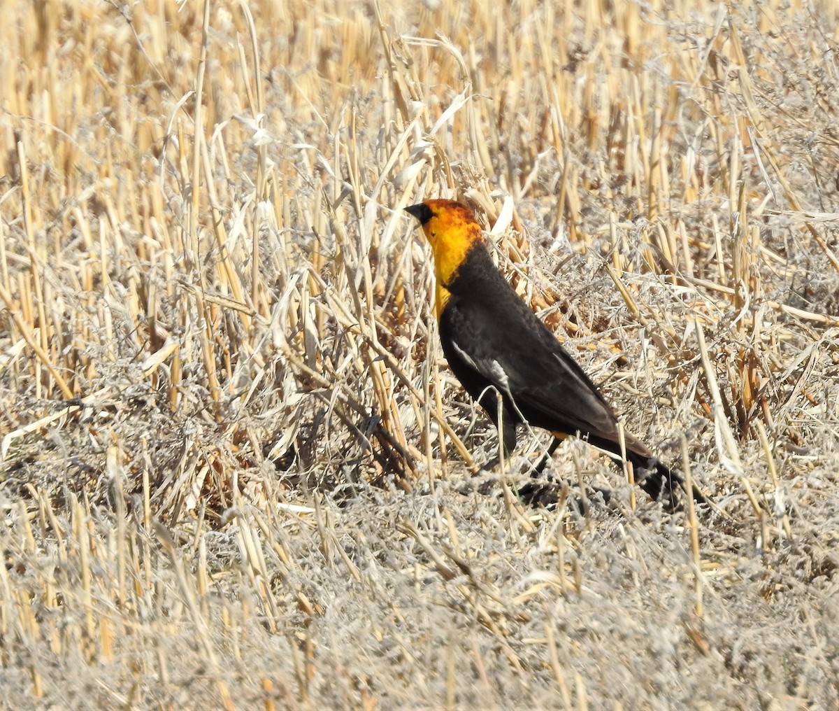 Yellow-headed Blackbird - ML158199381