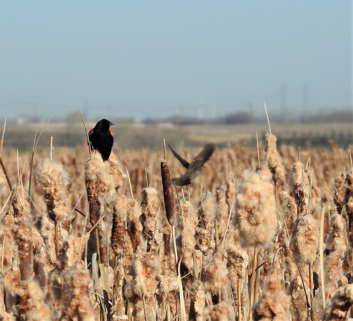 Red-winged Blackbird - ML158199431