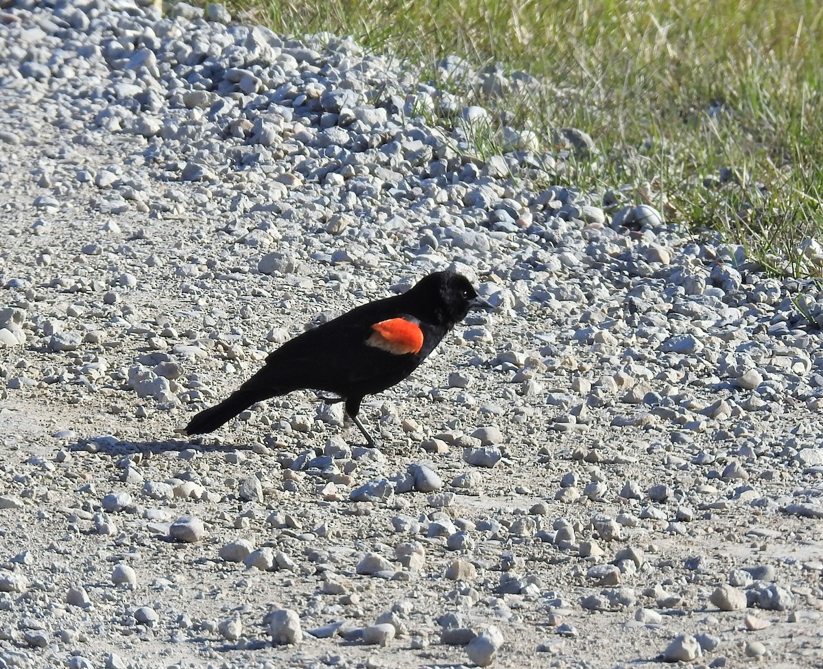 Red-winged Blackbird - ML158199451