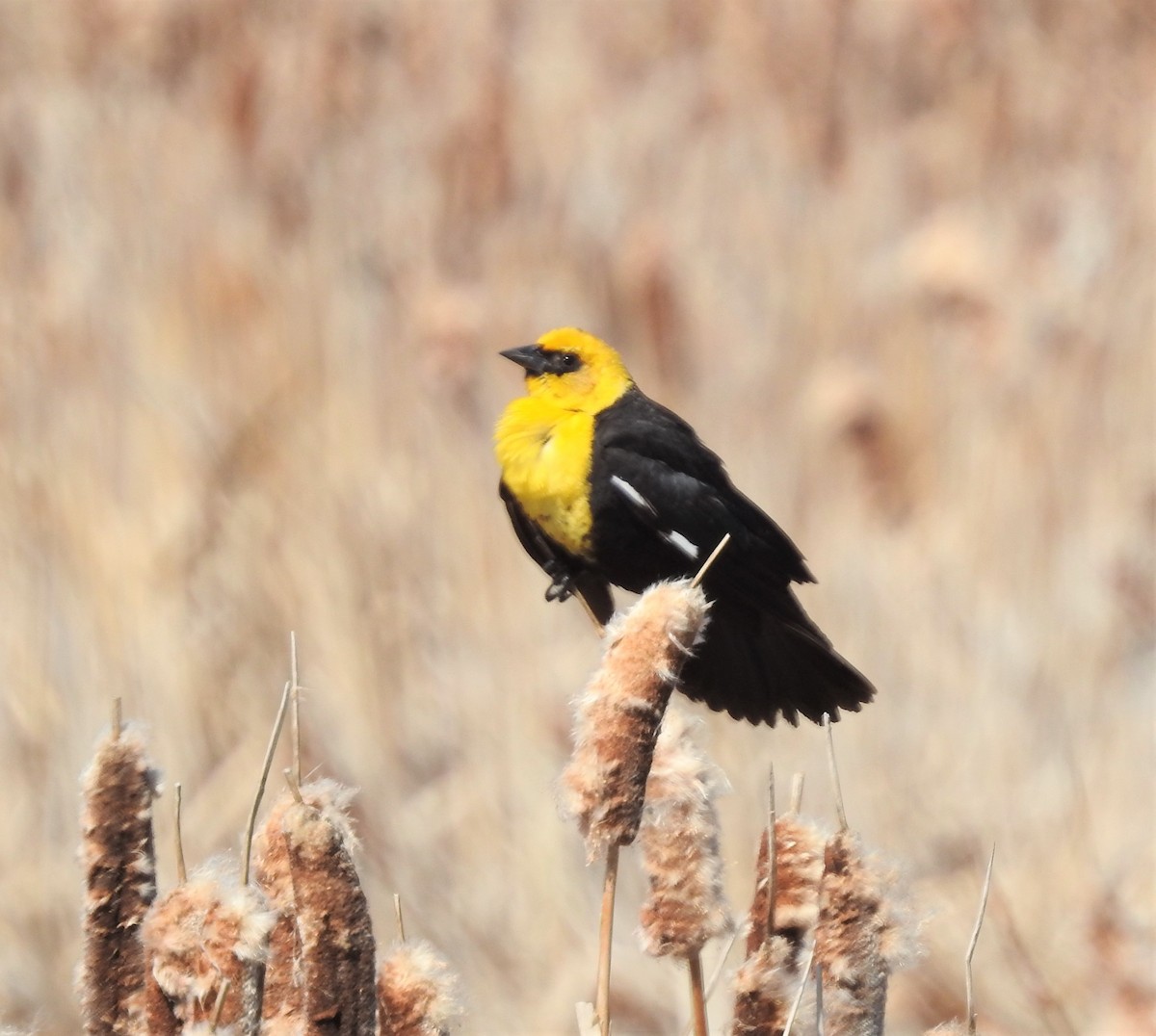 Yellow-headed Blackbird - ML158199821