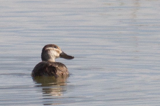 Ruddy Duck - Rozelle Wright