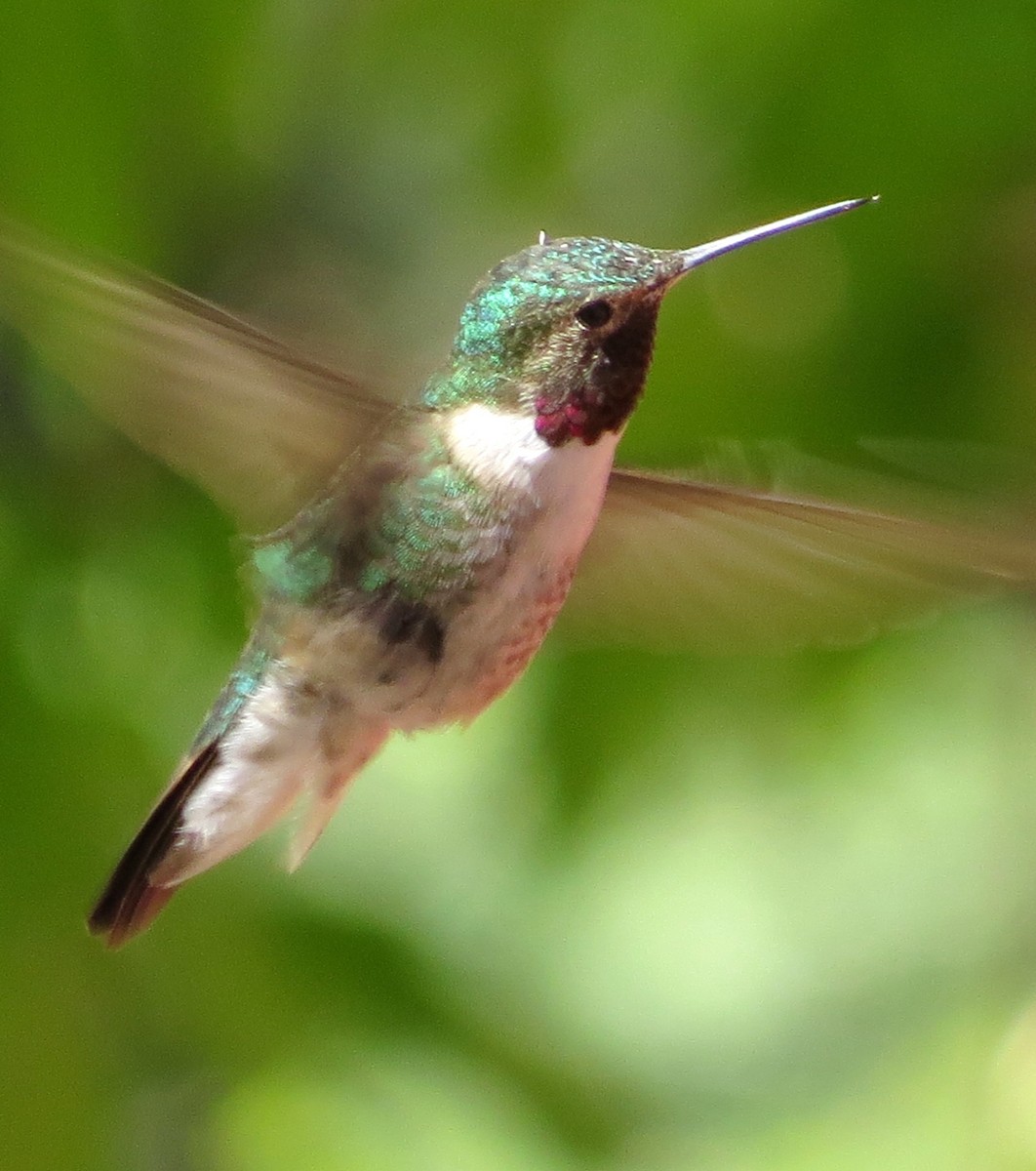 Broad-tailed Hummingbird - Jessie Williamson
