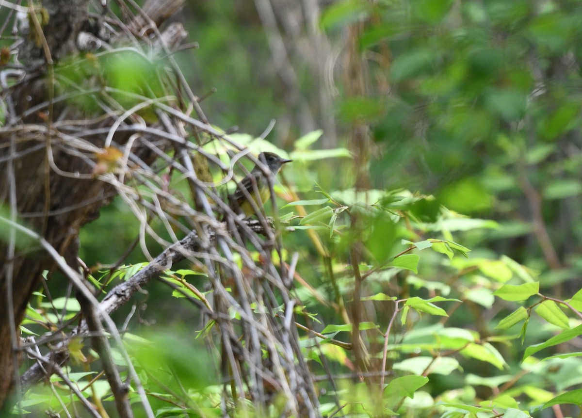 Great Crested Flycatcher - ML158202751