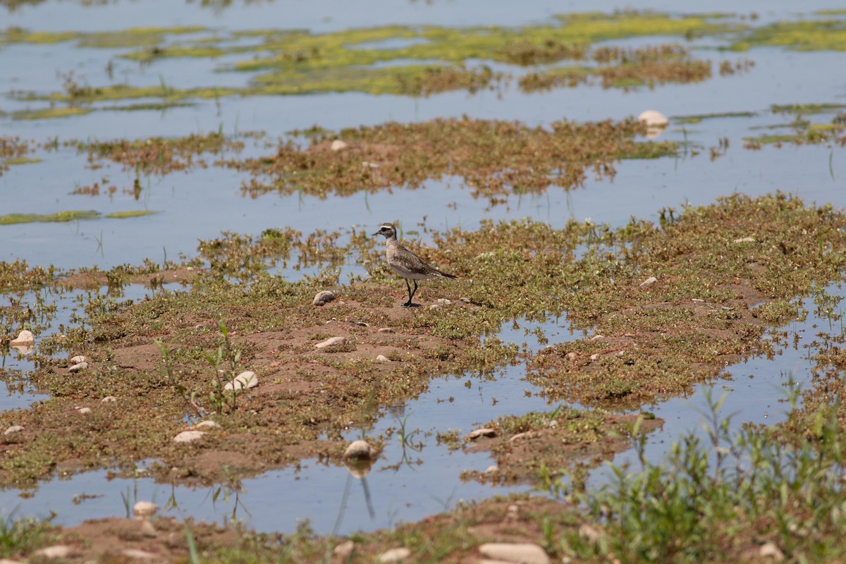 kulík hnědokřídlý - ML158203101