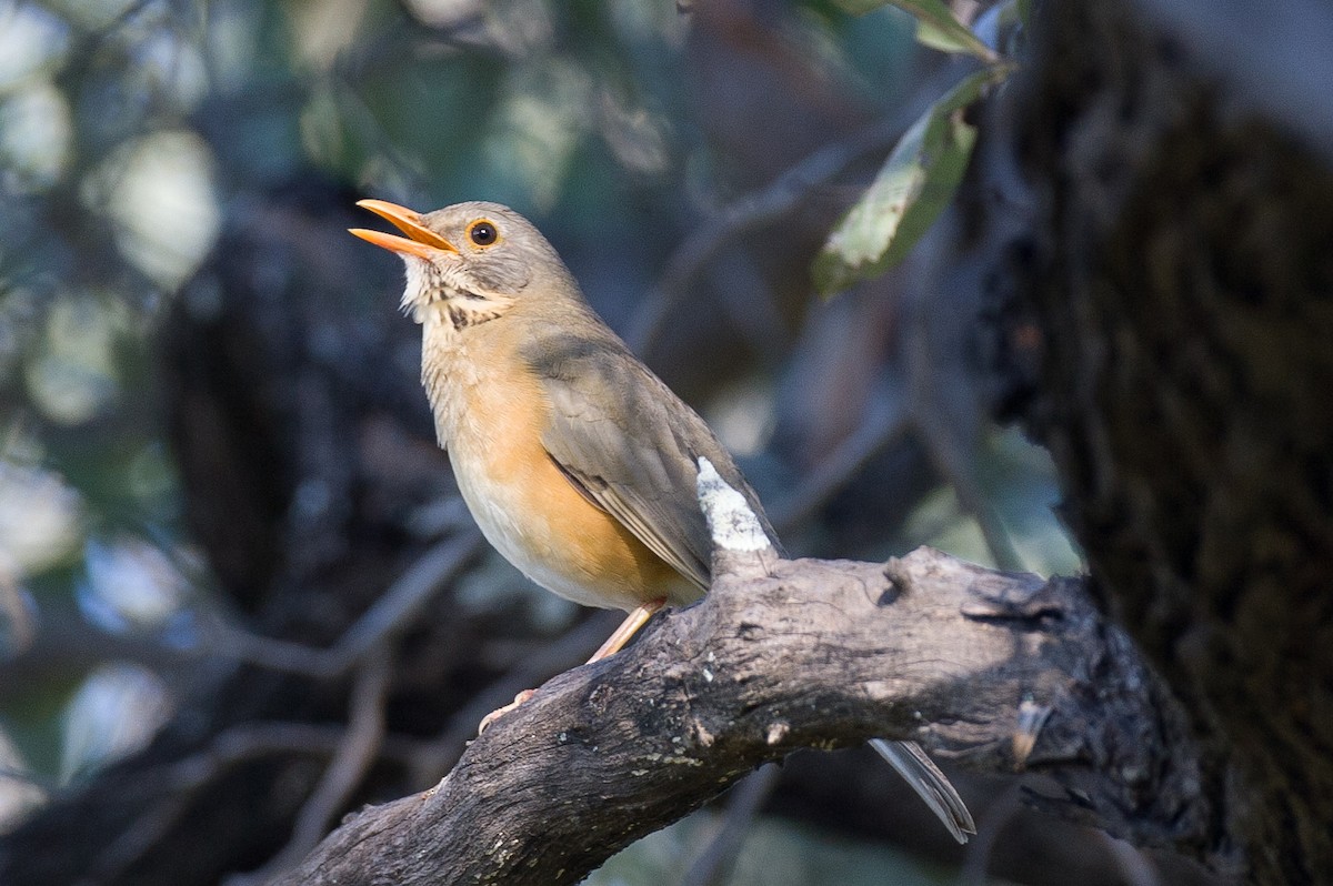 Kurrichane Thrush - Robert Lewis