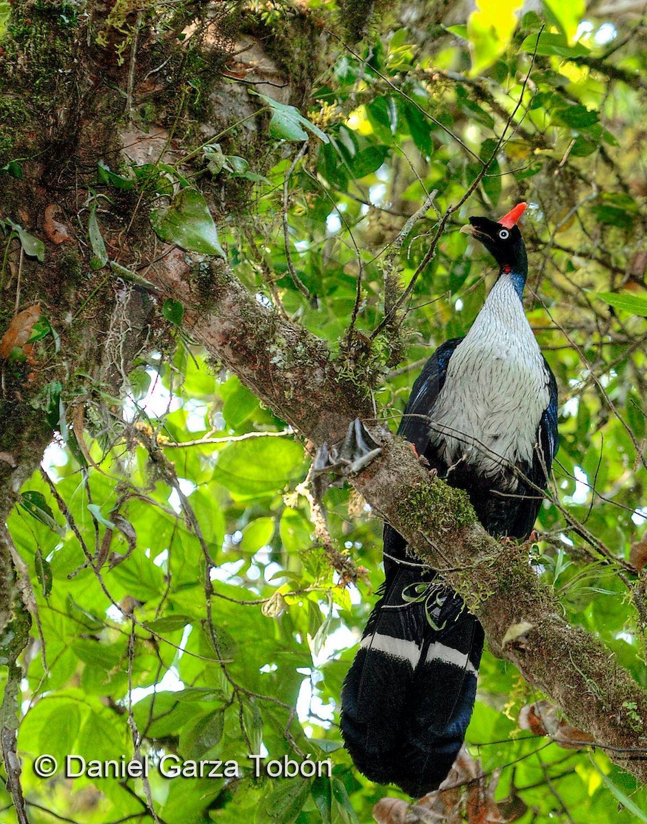 Horned Guan - Daniel  Garza Tobón