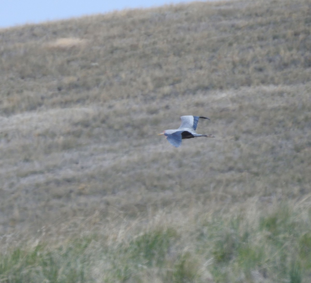 Great Blue Heron - ML158206391