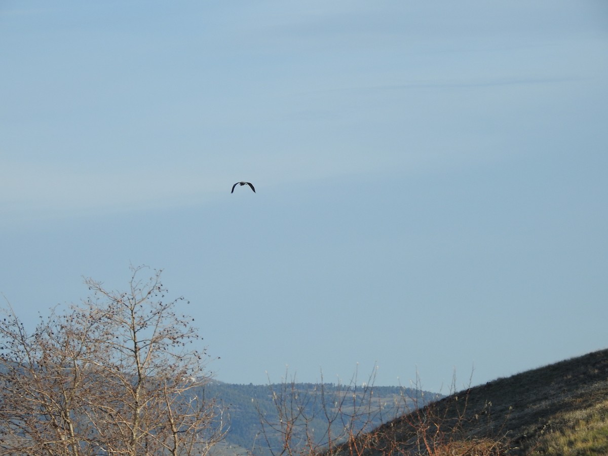 Great Blue Heron - ML158206571