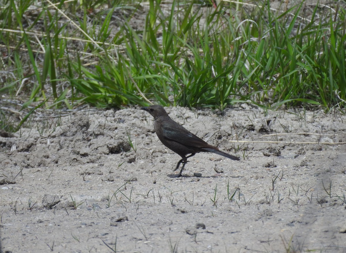 Brewer's Blackbird - ML158206681