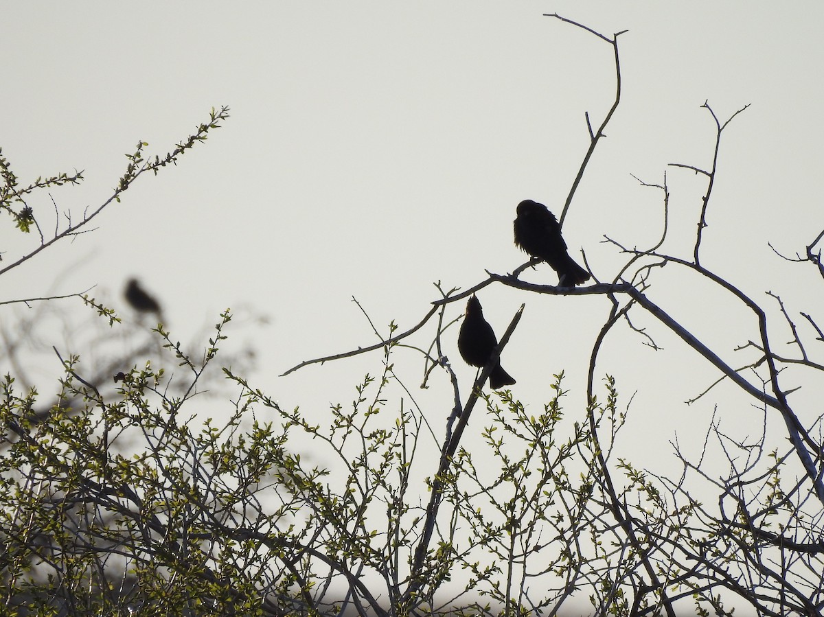 Brown-headed Cowbird - Shane Sater