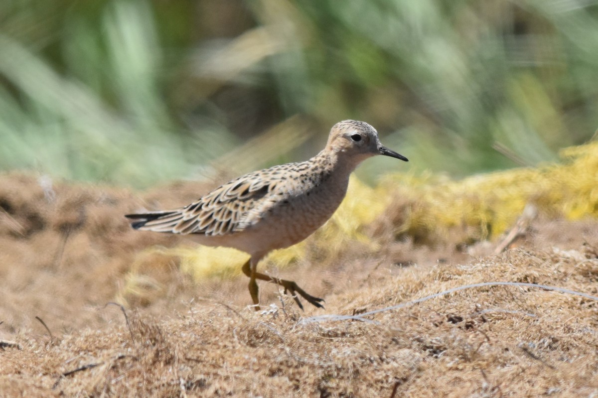 Buff-breasted Sandpiper - Caleb Strand