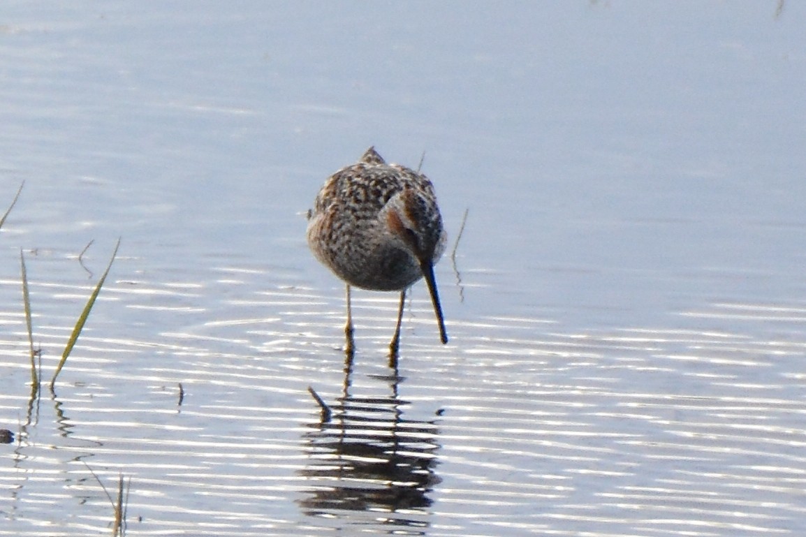 Stilt Sandpiper - ML158210621