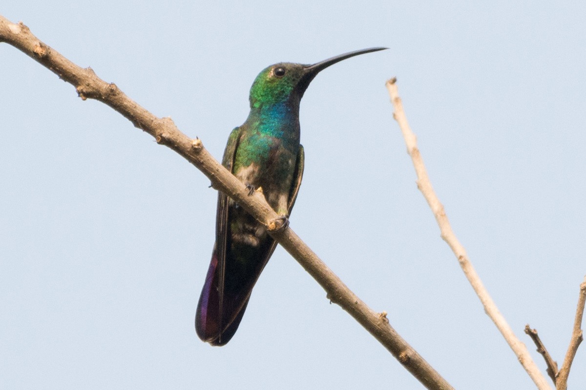 kolibřík lesklý - ML158210671