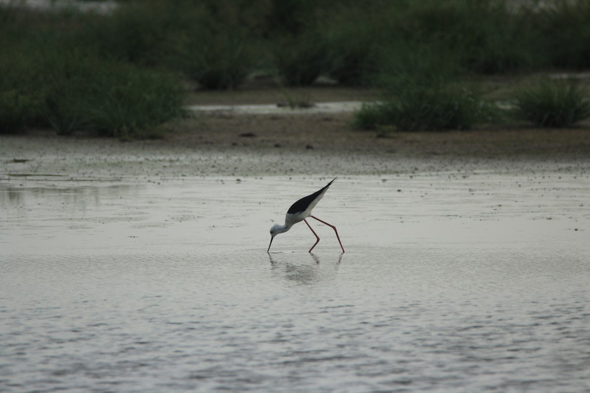 Black-winged Stilt - Vivek Sudhakaran