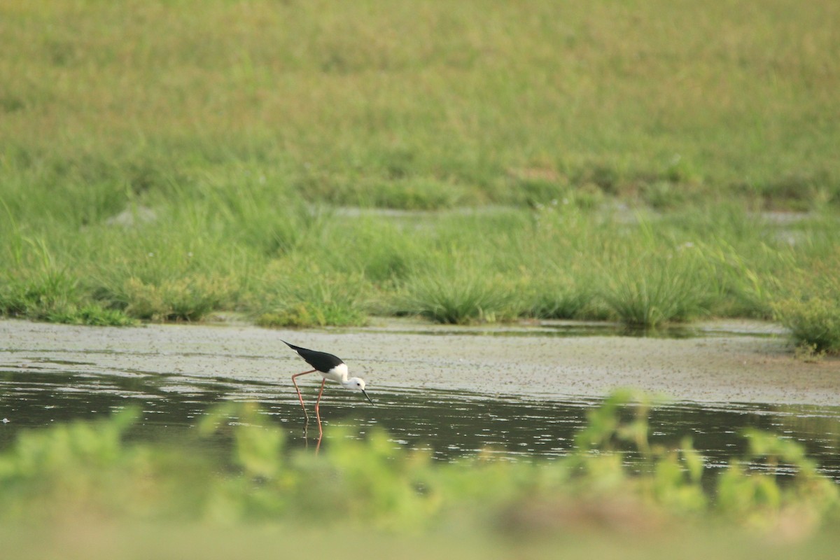 Black-winged Stilt - Vivek Sudhakaran