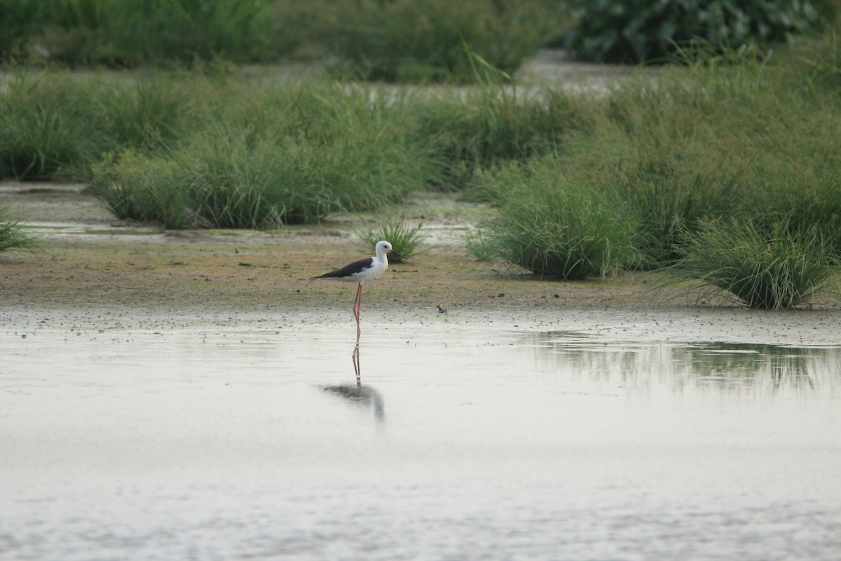 Black-winged Stilt - ML158214241