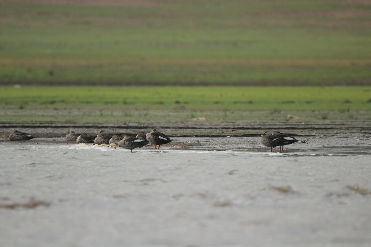 Indian Spot-billed Duck - Vivek Sudhakaran