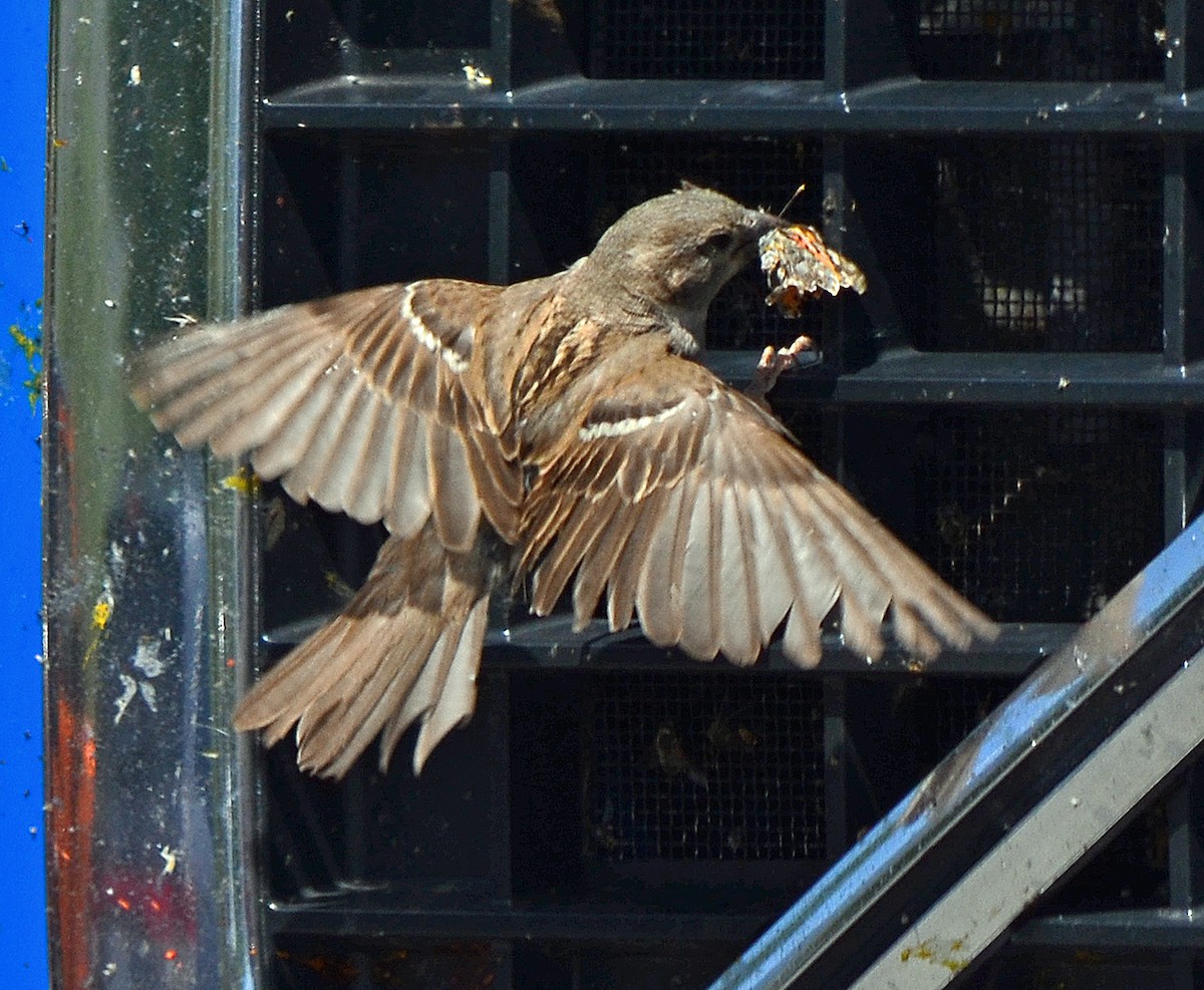 House Sparrow - ML158214611