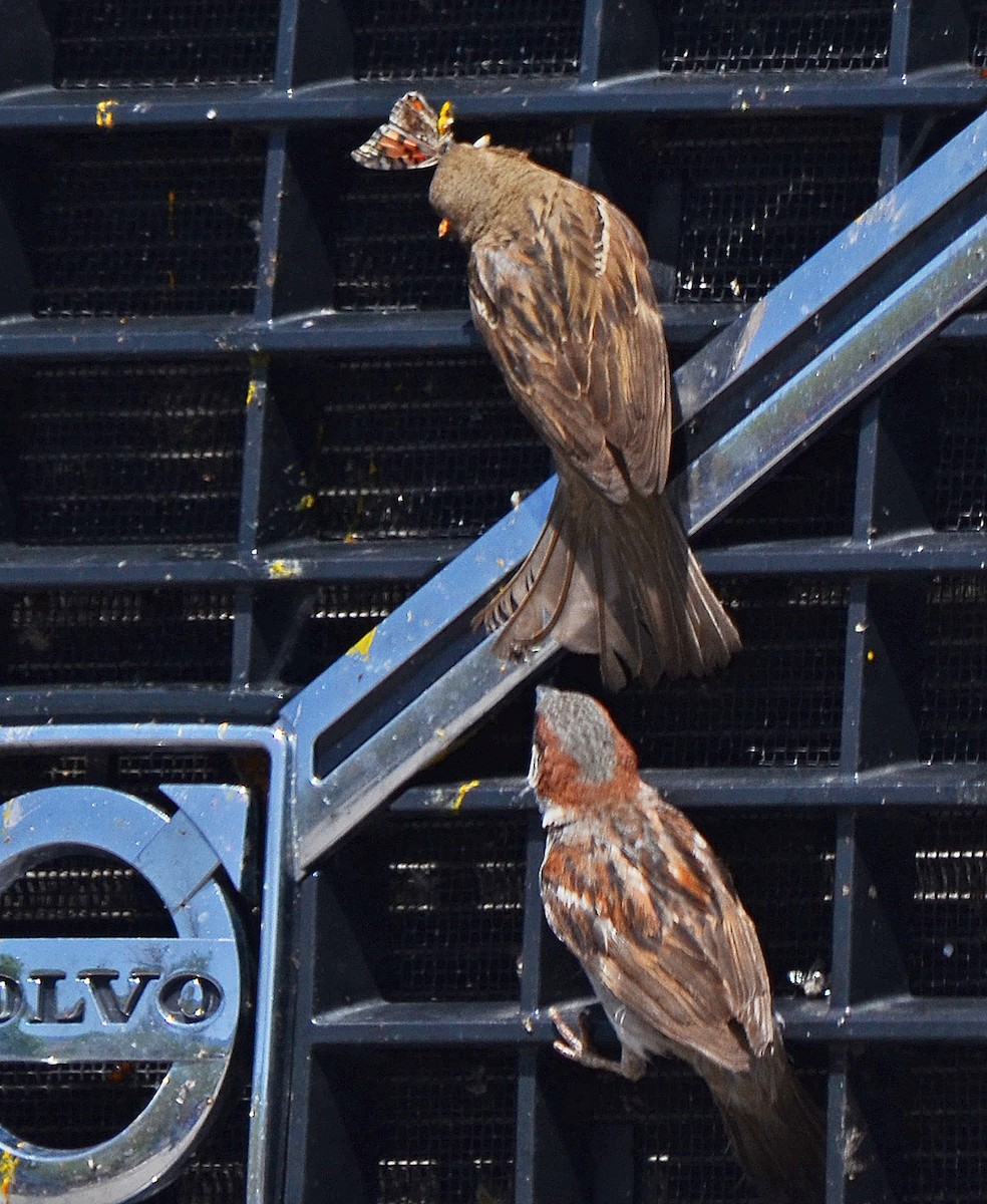 House Sparrow - ML158214831