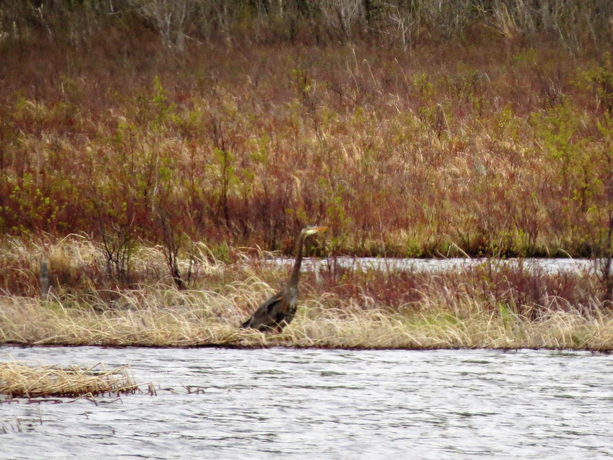 Great Blue Heron - ML158217231