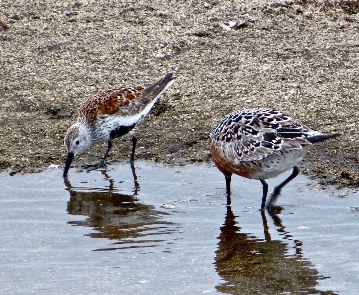 Dunlin - Malia DeFelice