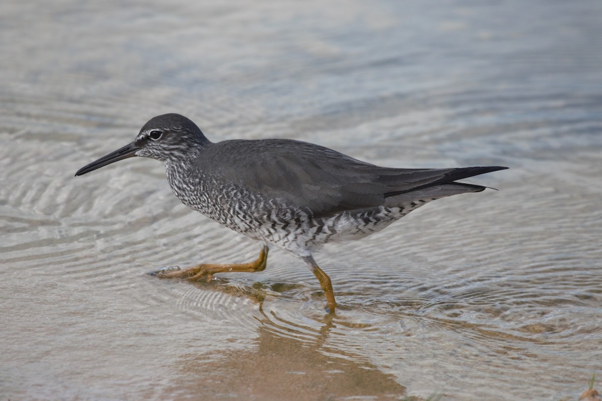 Wandering Tattler - Jonathan Plissner