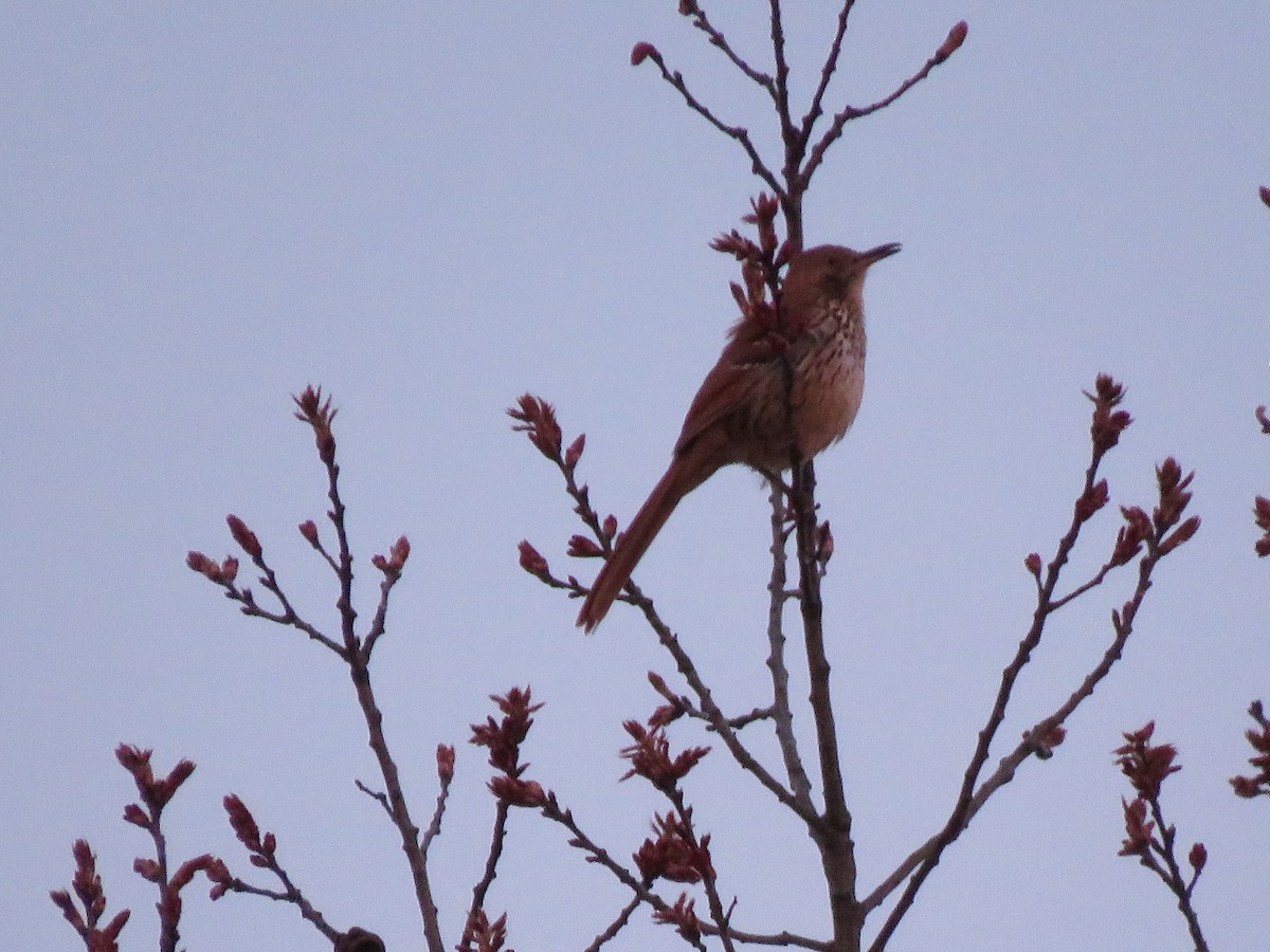 Brown Thrasher - Jim Mead