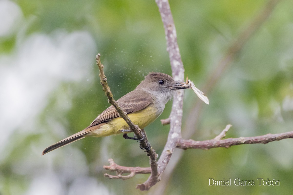 Dusky-capped Flycatcher - ML158217751