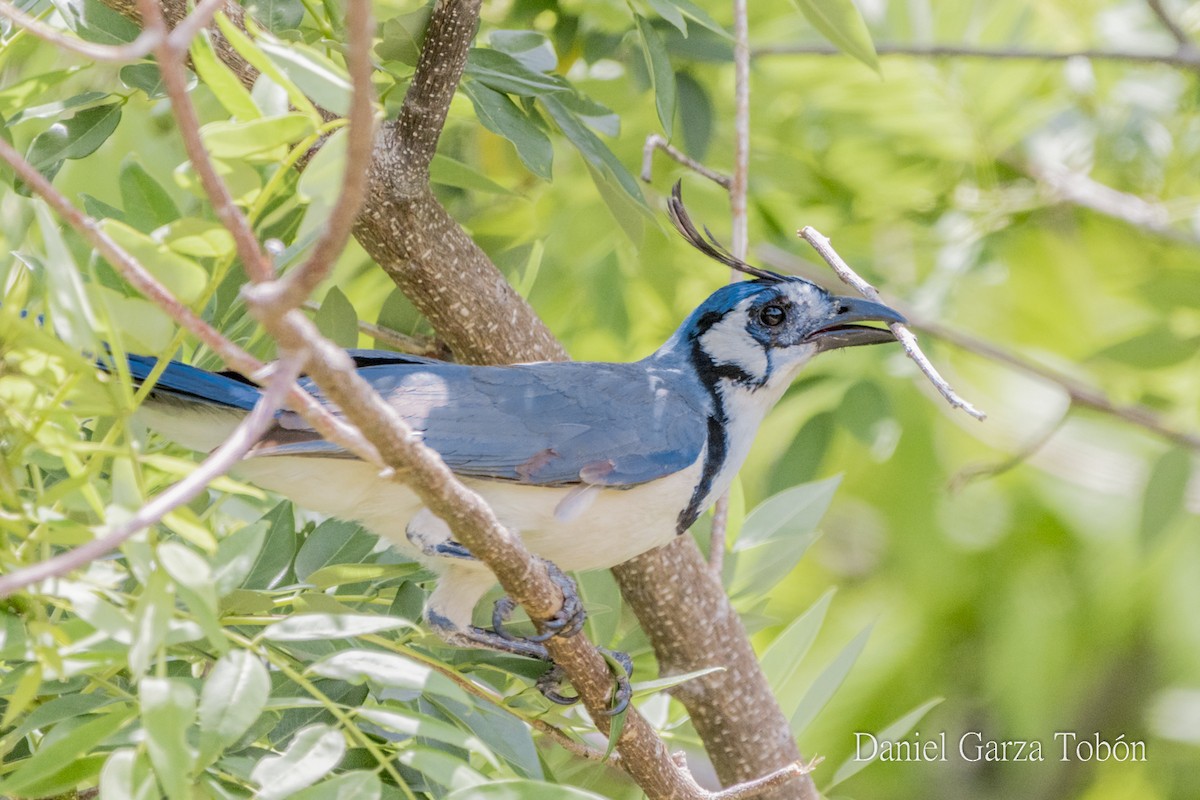 White-throated Magpie-Jay - ML158217831