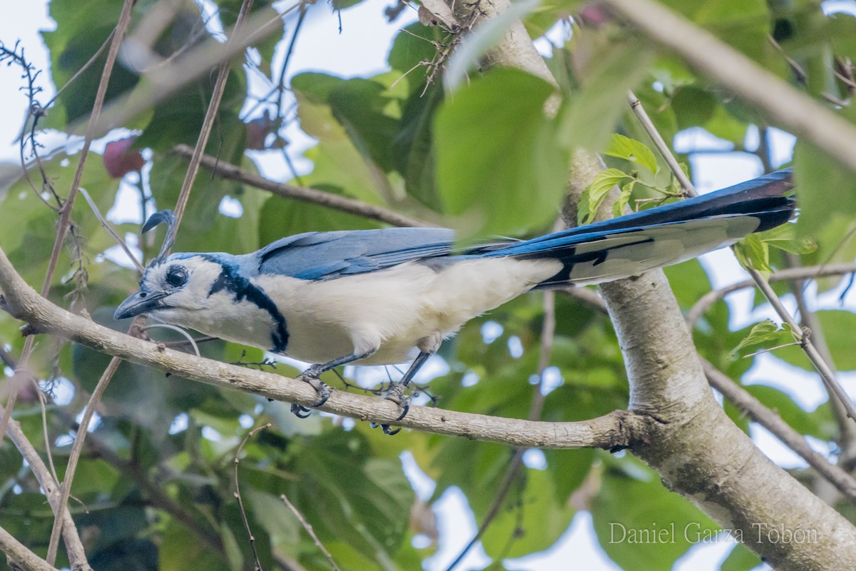 White-throated Magpie-Jay - ML158217881