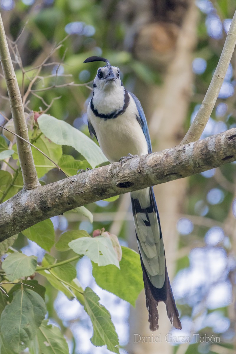 White-throated Magpie-Jay - ML158217891
