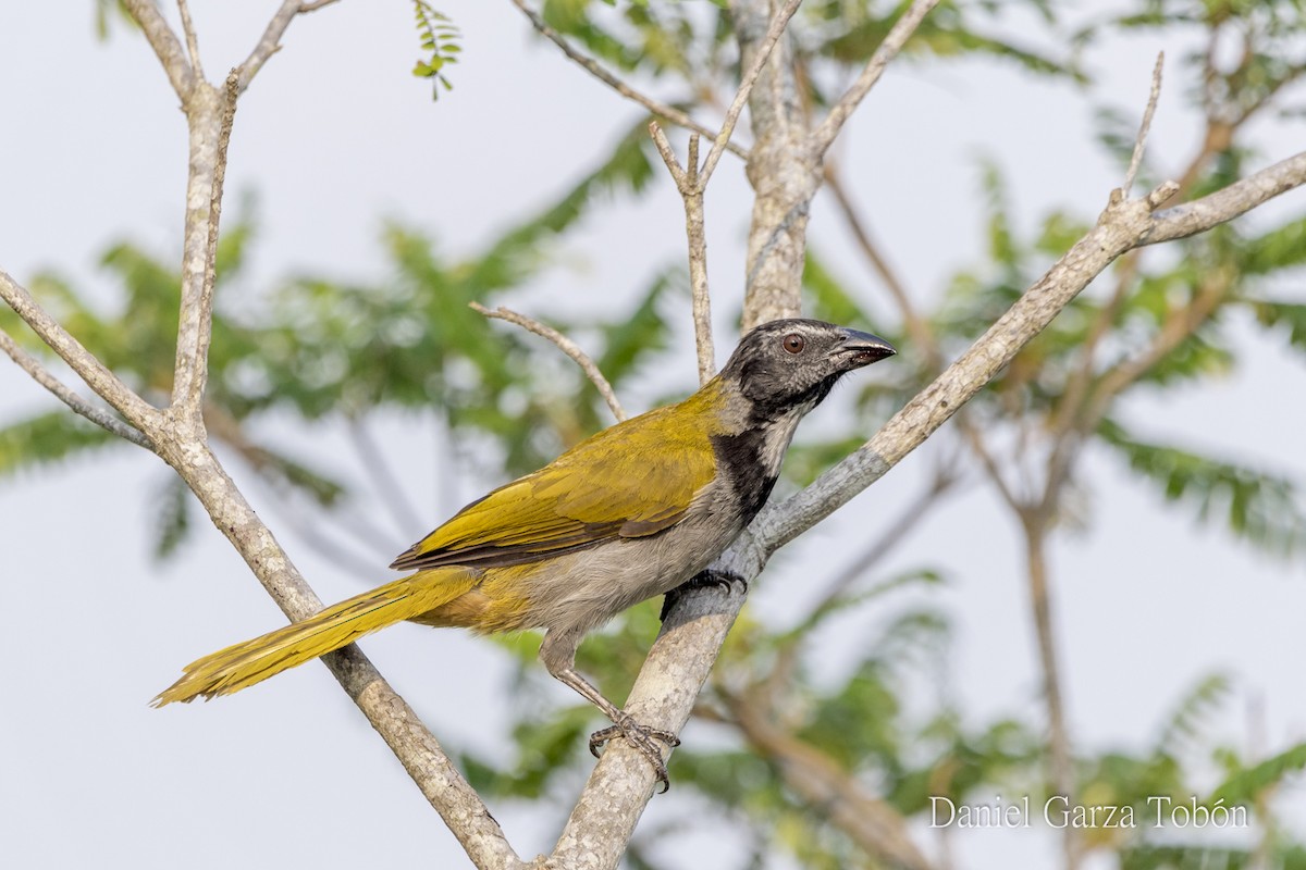 Pepitero Cabecinegro - ML158218061