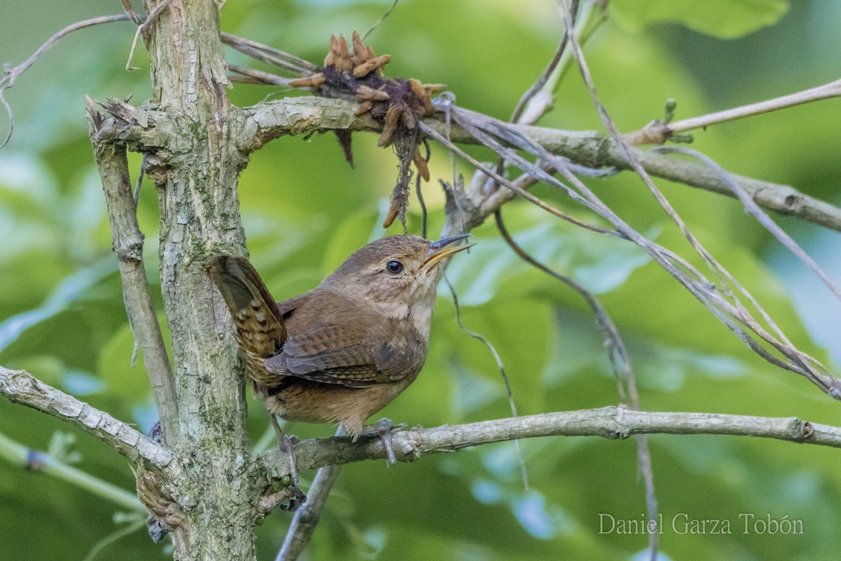 House Wren - ML158218251