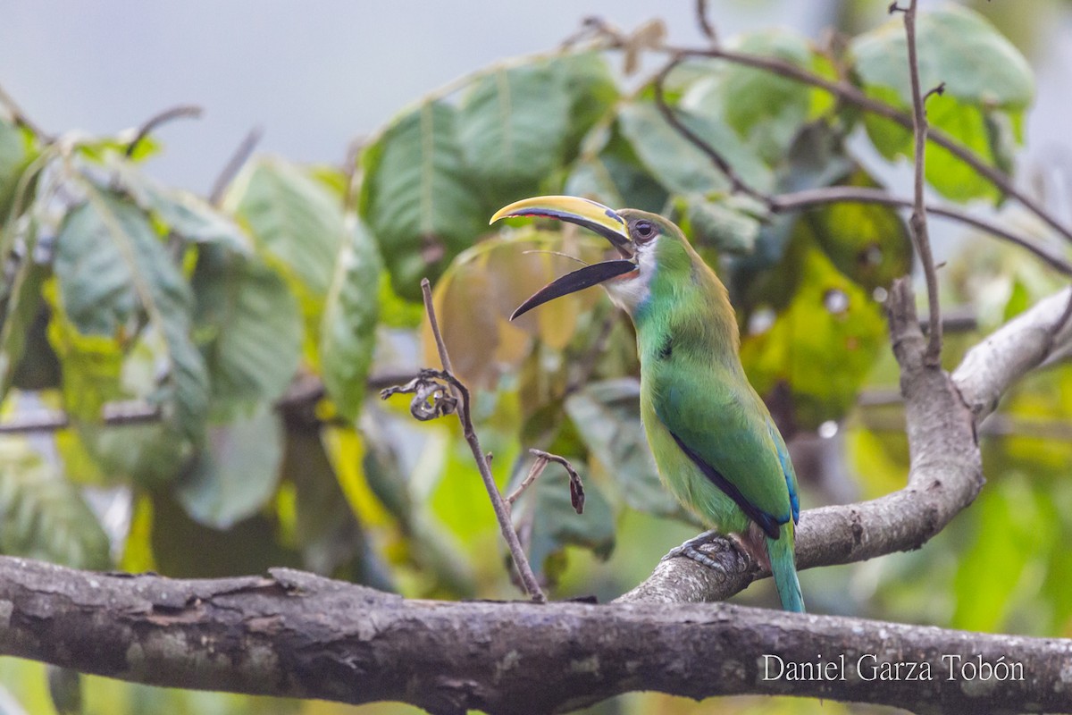 Northern Emerald-Toucanet - ML158218331