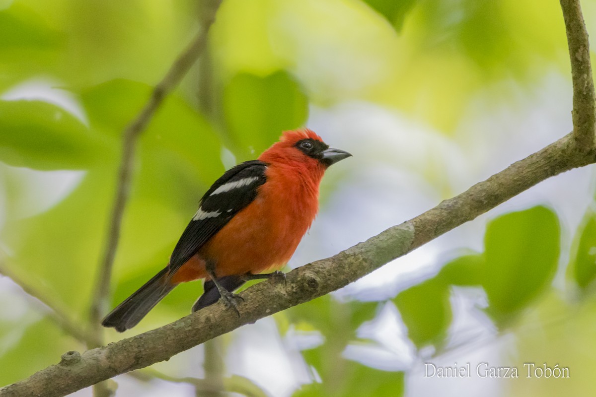 White-winged Tanager - ML158218551
