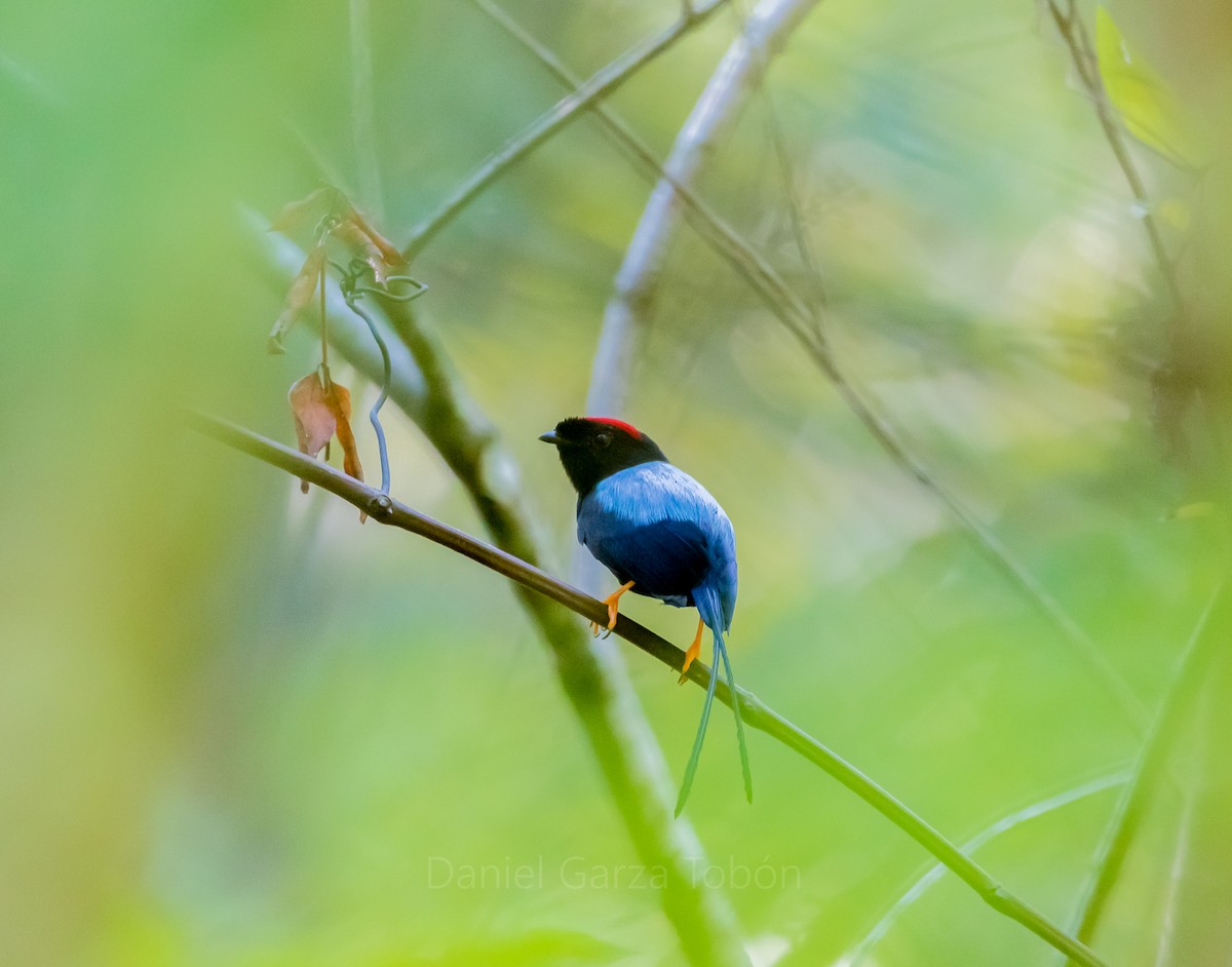 Long-tailed Manakin - ML158218731