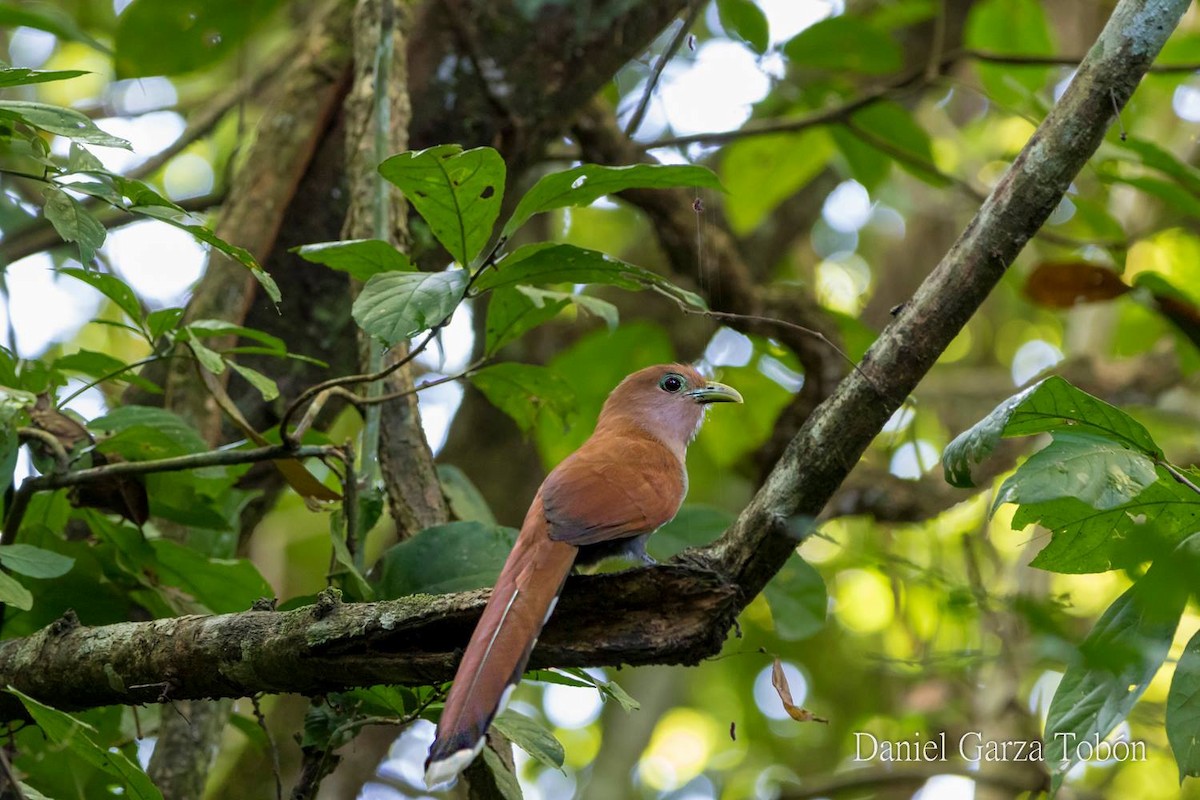 Squirrel Cuckoo - ML158218771