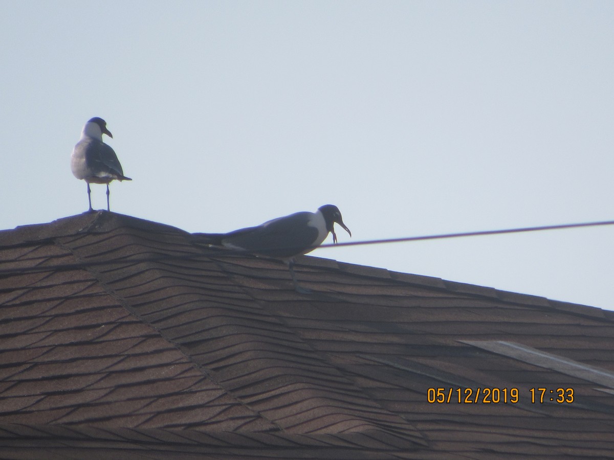 Laughing Gull - ML158221061