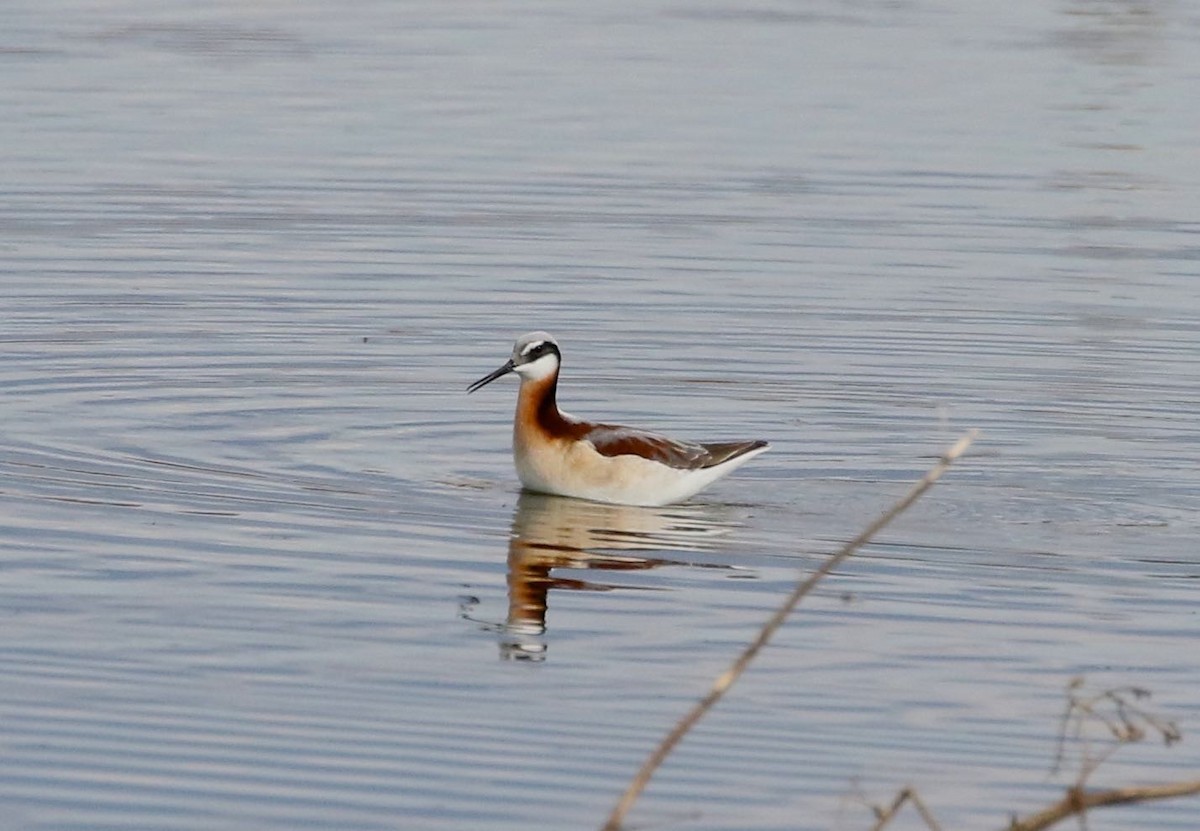 Wilson's Phalarope - Mary Backus