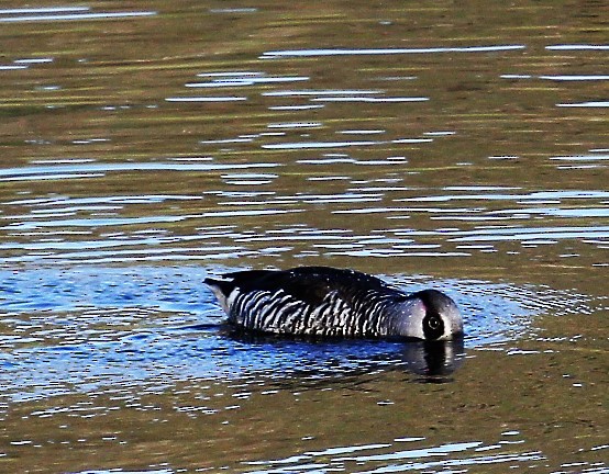 Pink-eared Duck - ML158223901