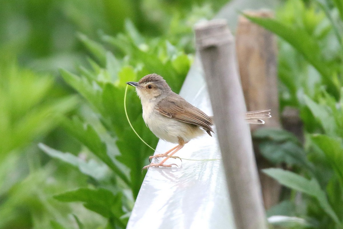 Plain Prinia - ML158224911