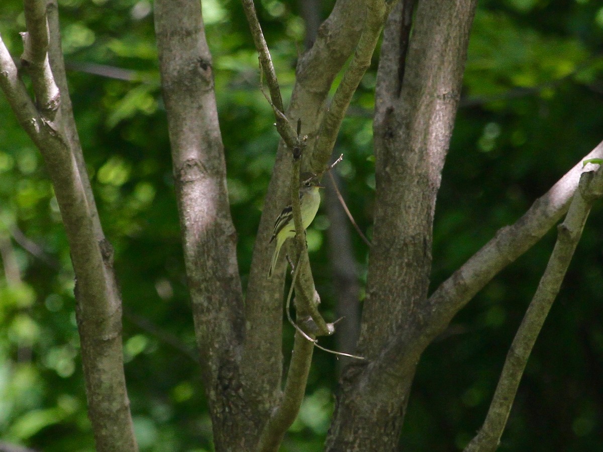 Yellow-bellied Flycatcher - ML158226371