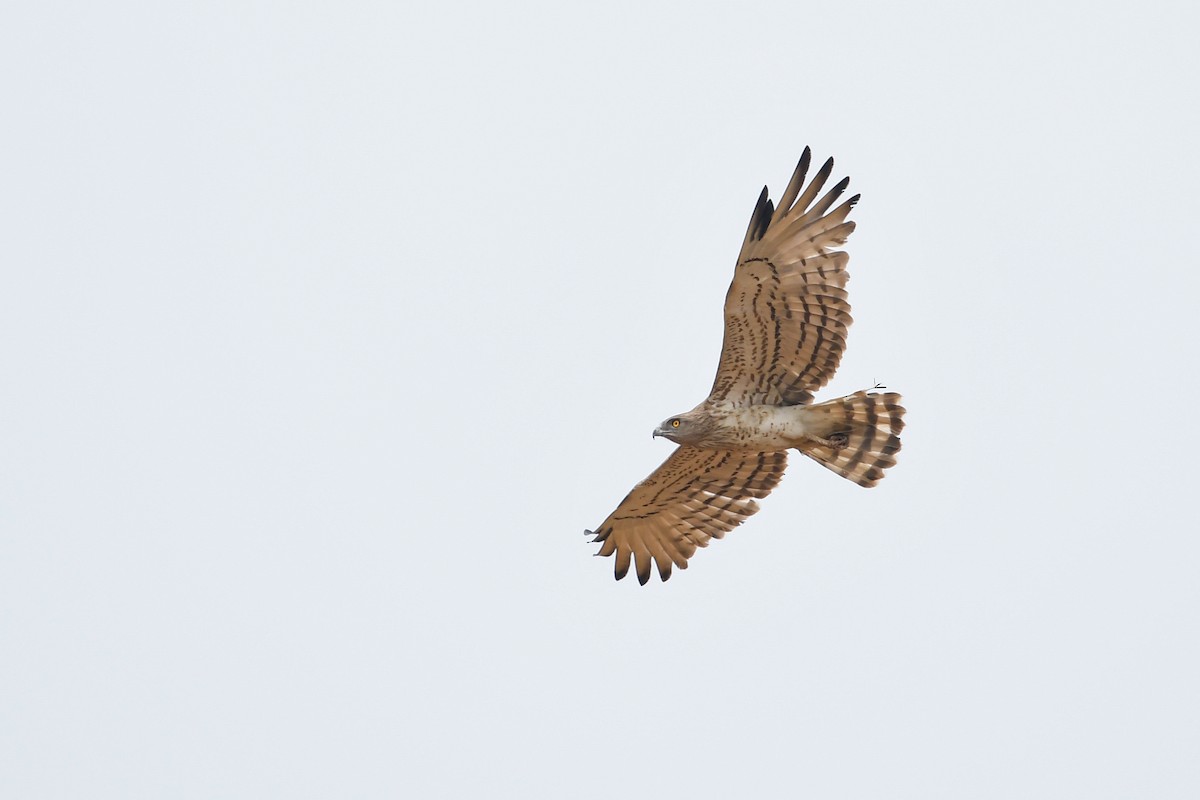 Short-toed Snake-Eagle - ML158227001