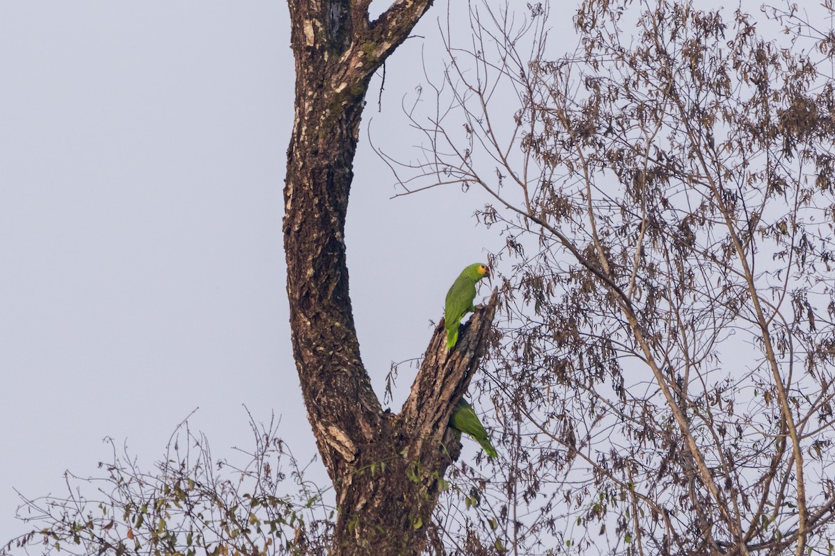 キホオボウシインコ - ML158227371