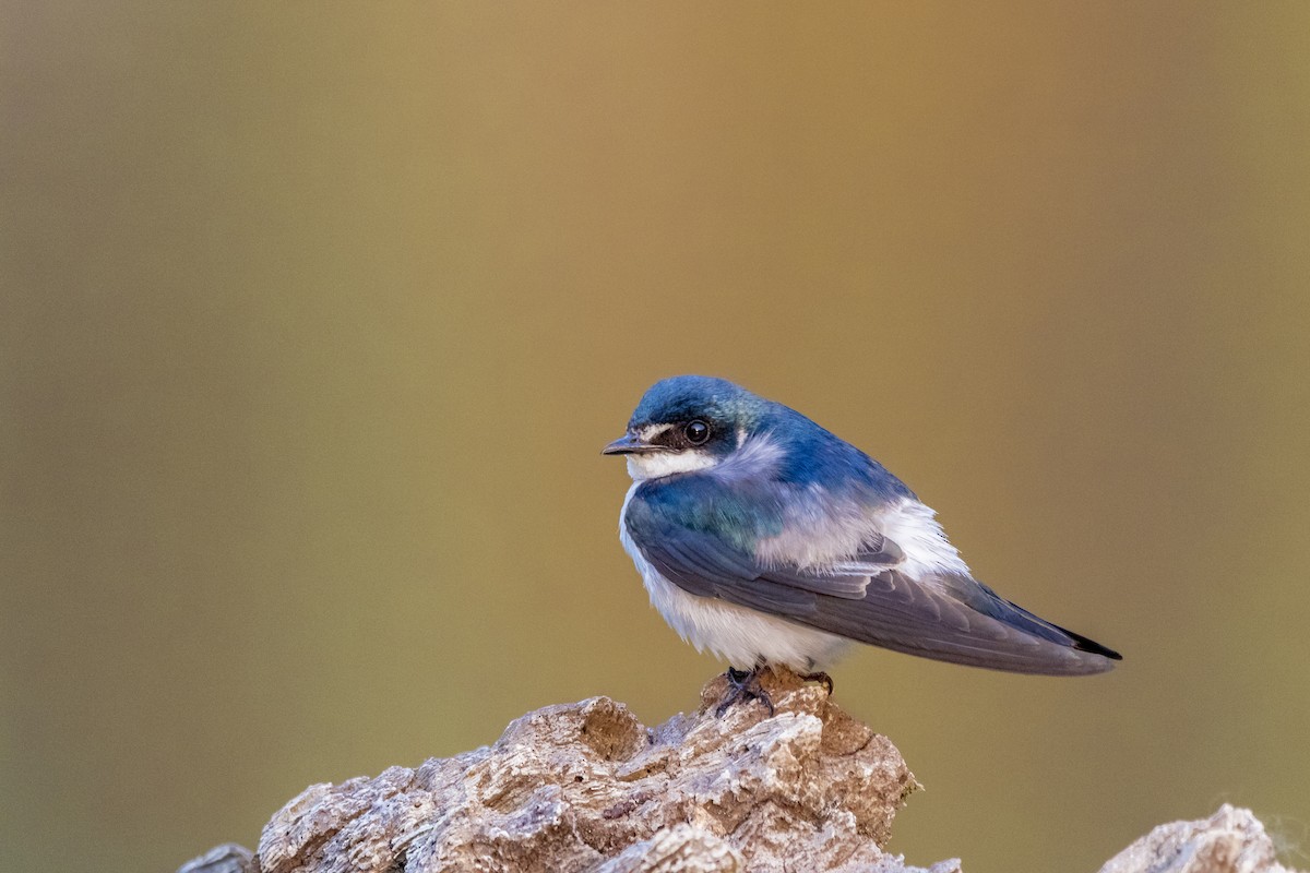 Mangrove Swallow - ML158227401