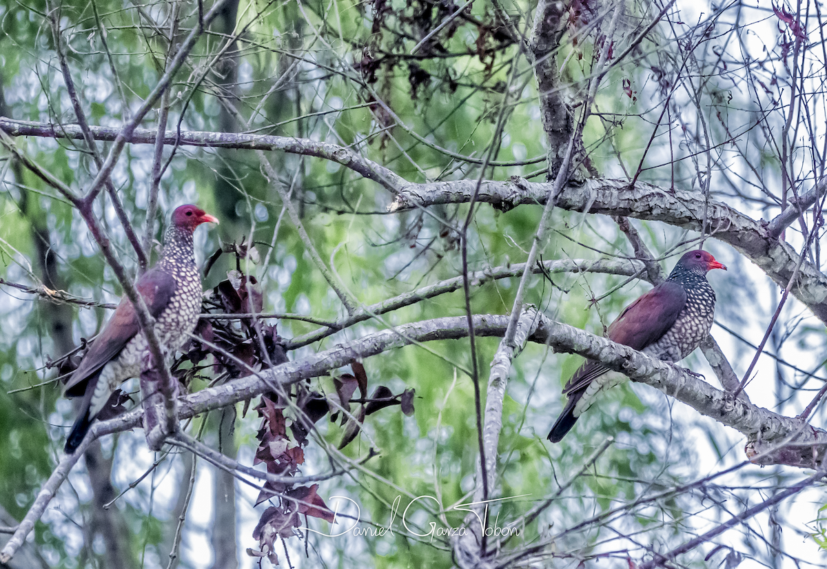 Scaled Pigeon - ML158228781