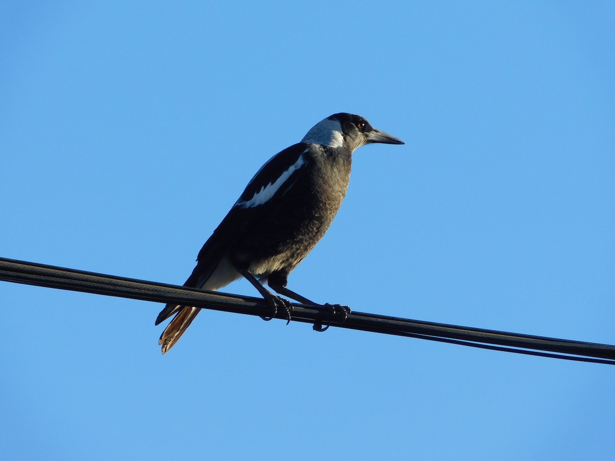 Australian Magpie (White-backed) - ML158231691