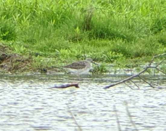 Greater Yellowlegs - ML158232021