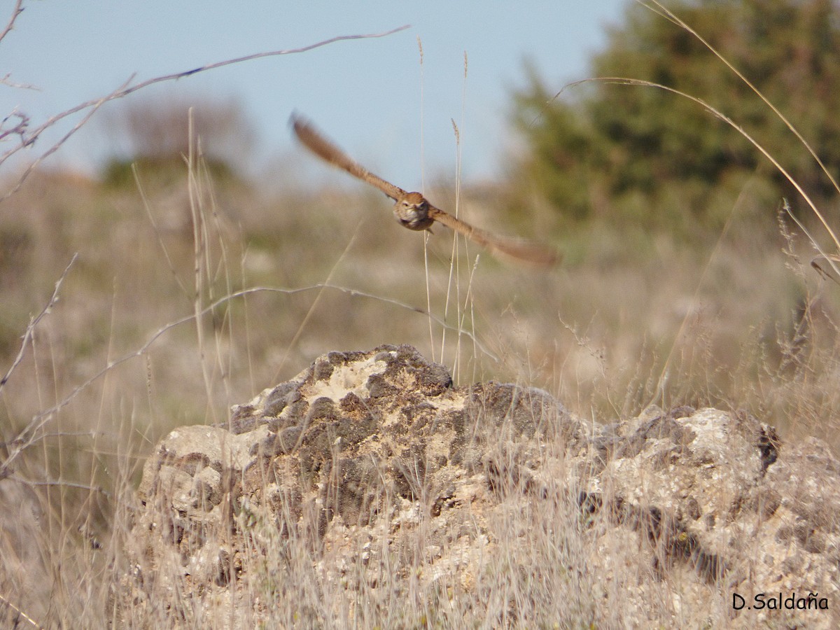 Greater Short-toed Lark - Daniel Saldaña