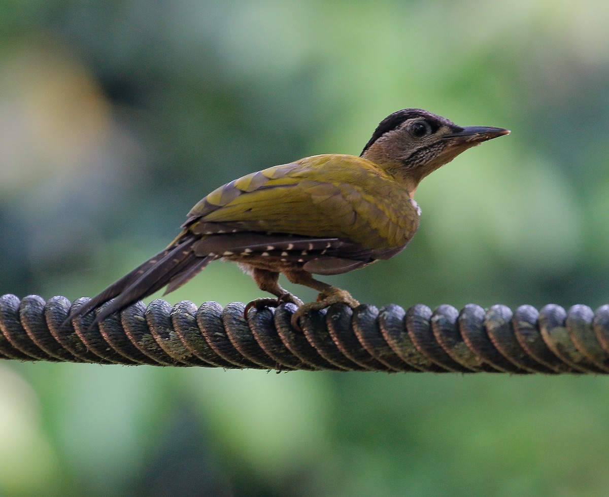 Streak-breasted Woodpecker - ML158232521